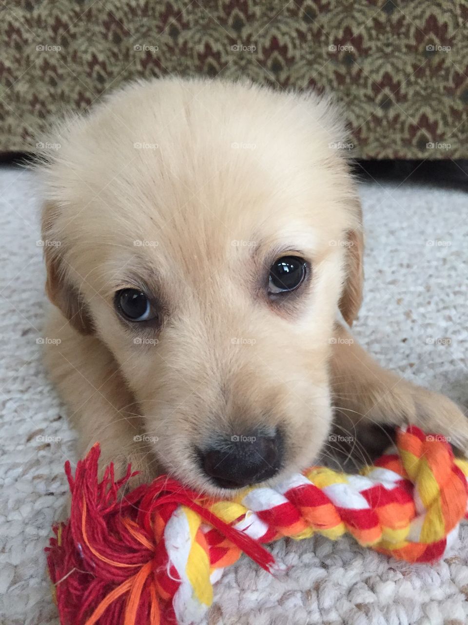 Golden retriever puppy 