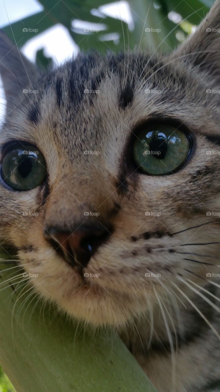 baby Cat Egyptian Mau