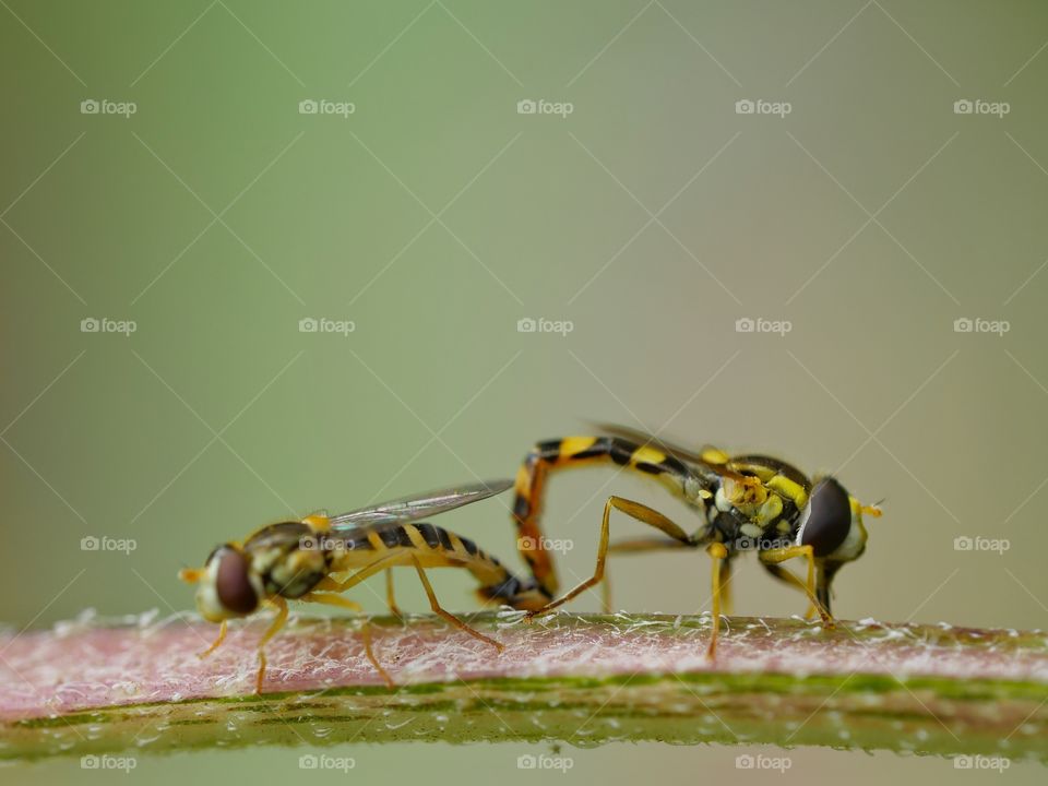 Hoverfly mating