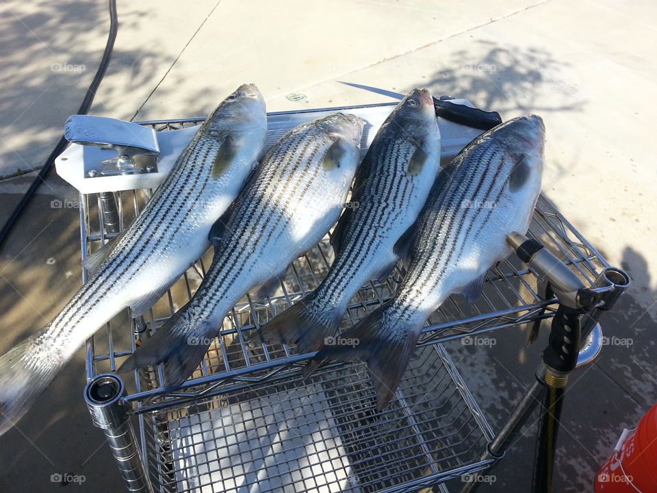 No Really...Eat Fresh!