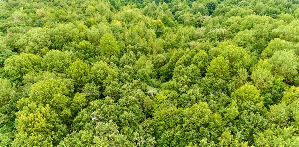 Forest from above 