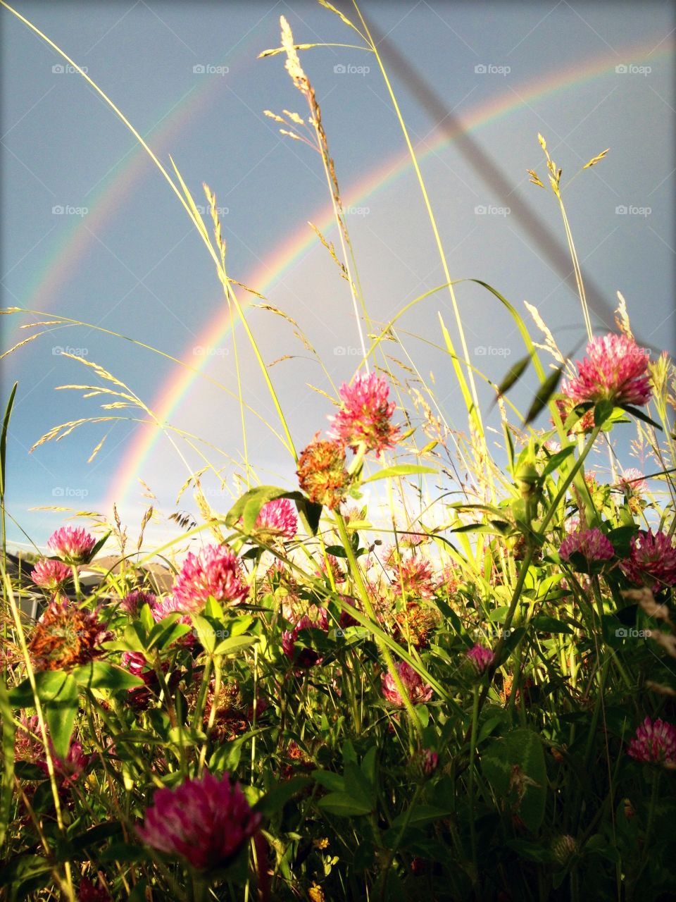 Double rainbow on flower filed