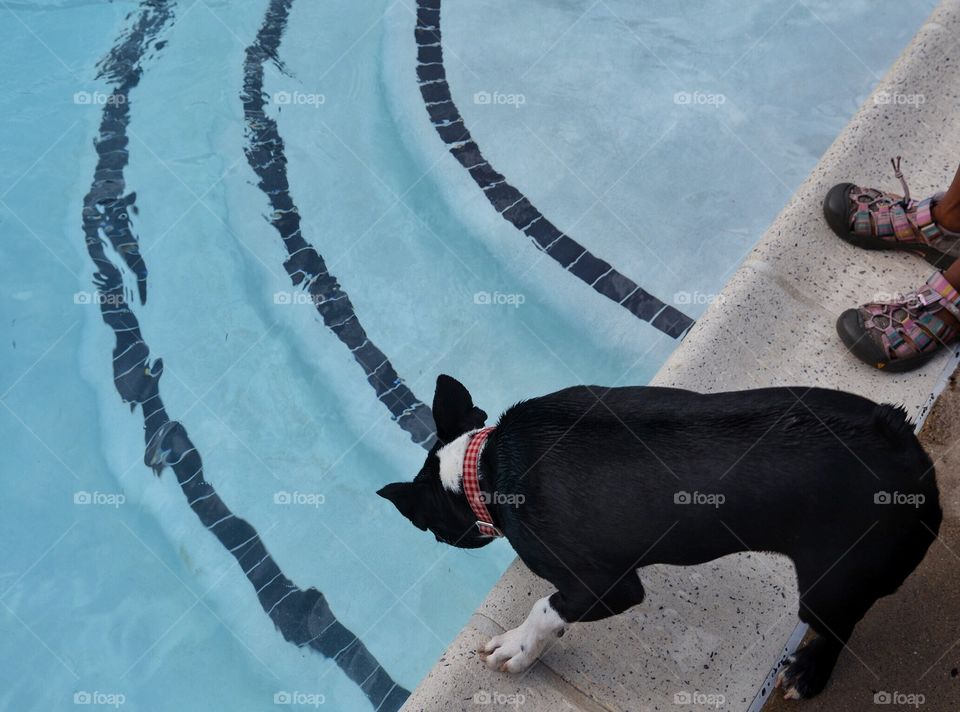 French Bulldog deciding to swim