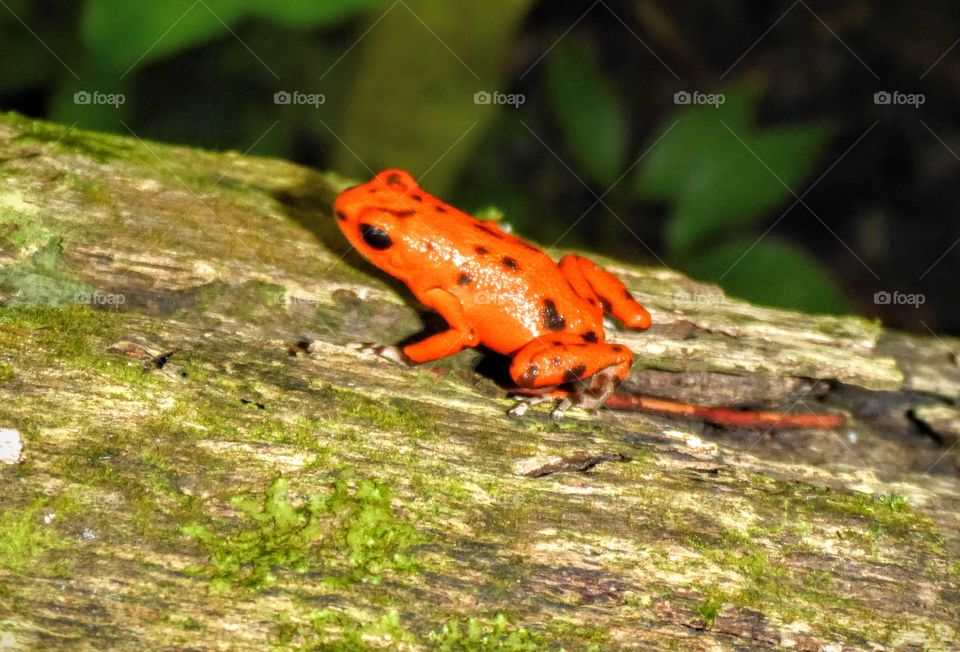 Poison arrow frog, Bocas del Torro