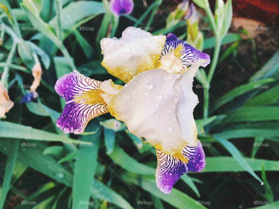Closeup of summer flower