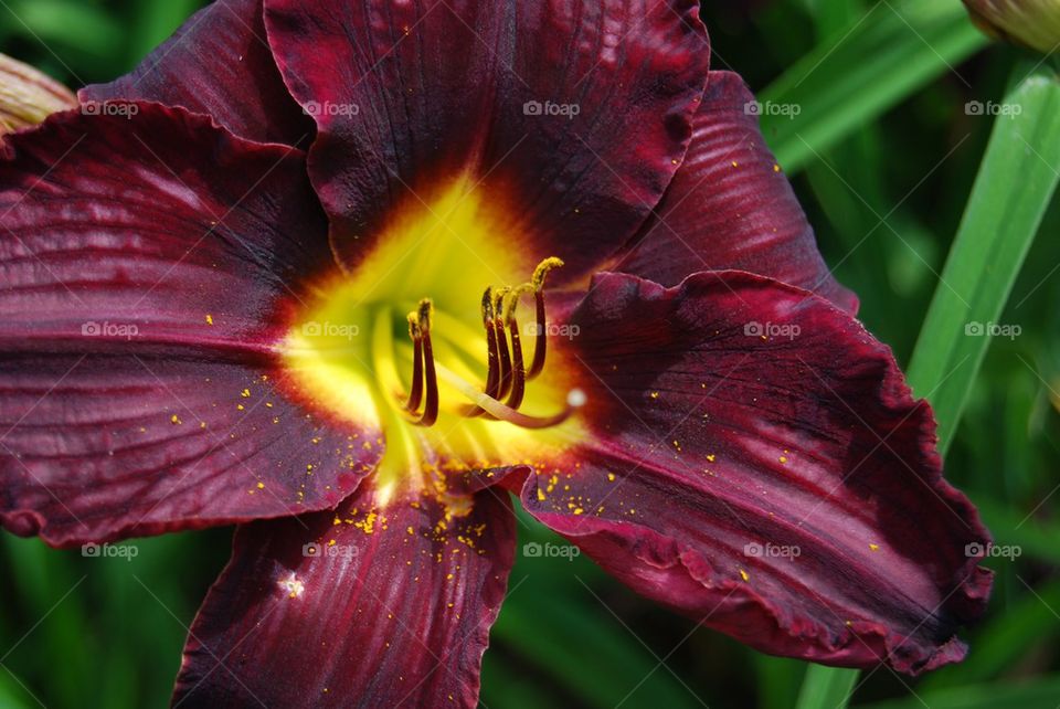 High angle view of purple day lily flower