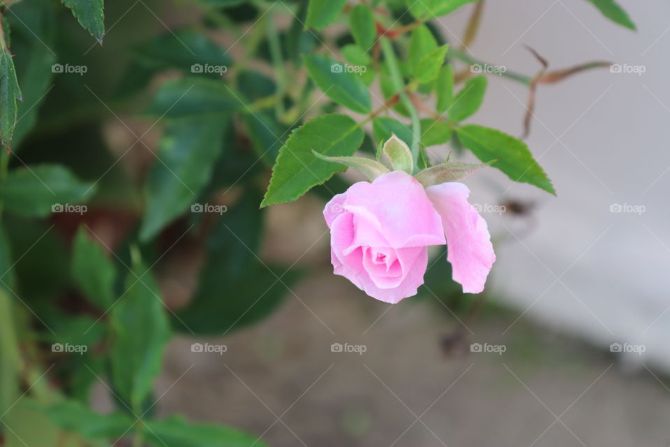 pink Rose