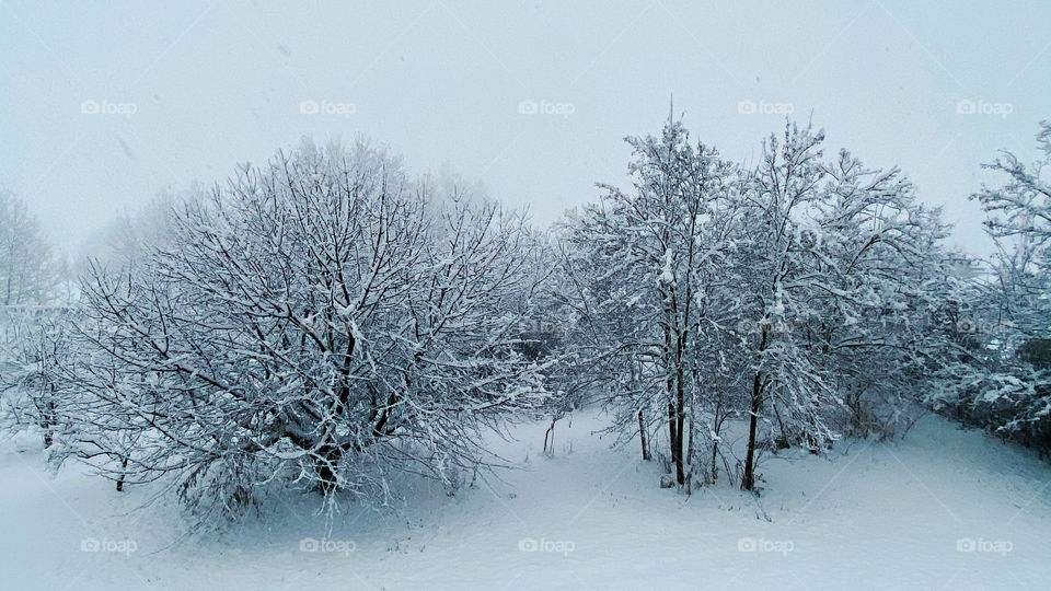 Snow on the trees in the pristine  garden 
