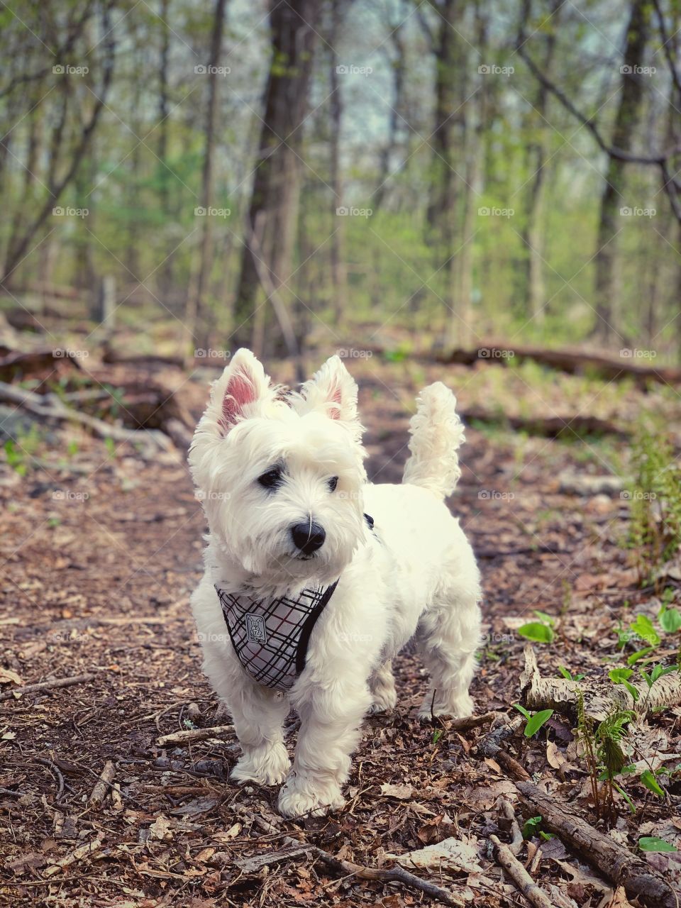 Exploring the forest with my bestie