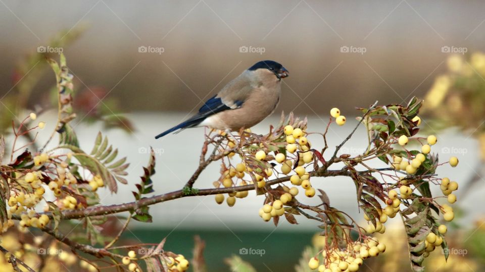 bullfinch on a branch