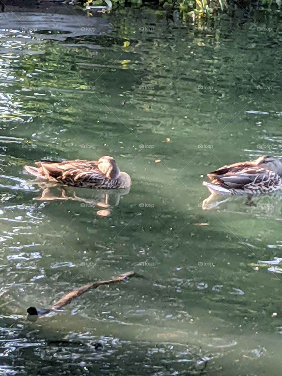 Two ducks sleeping peacefully in a pond waiting for what tomorrow to bring