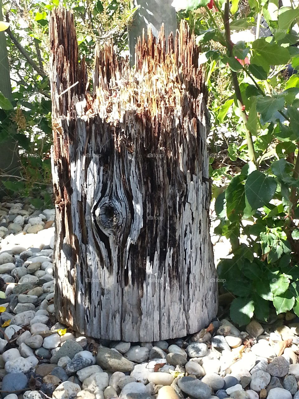 utility pole stump