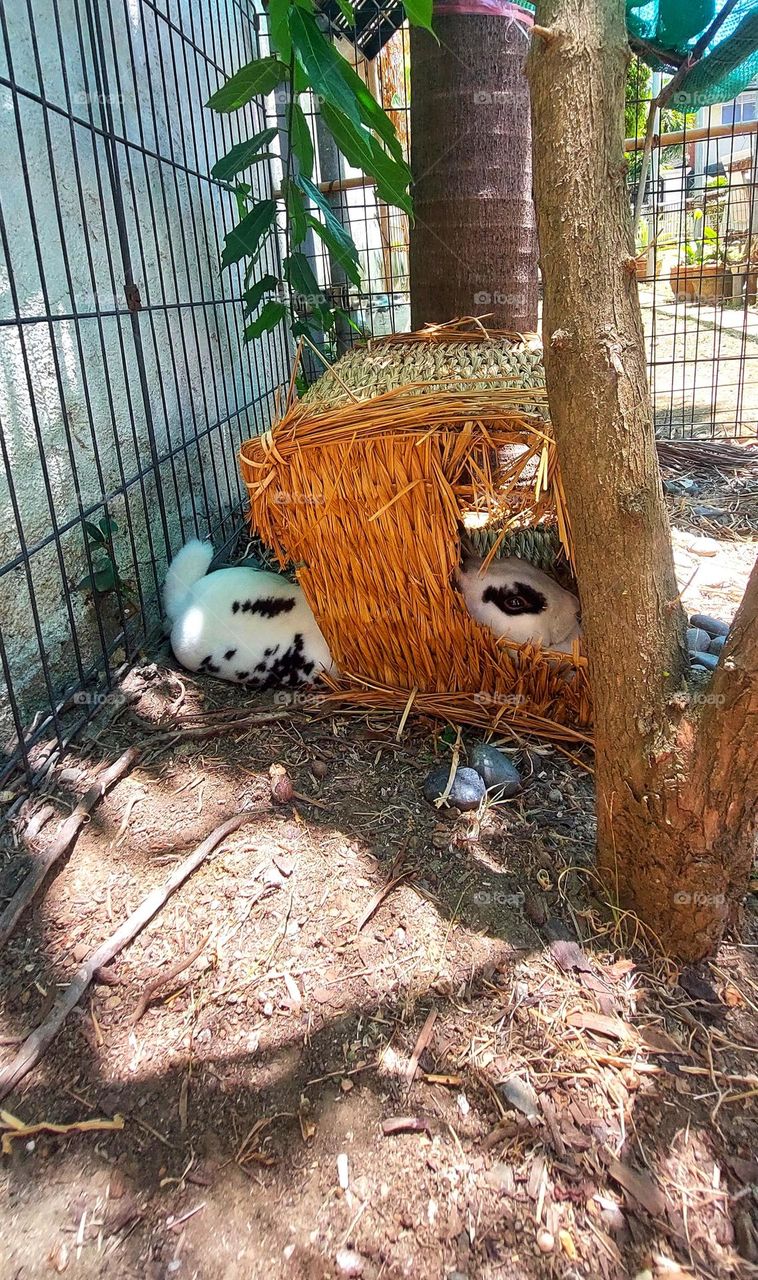 Hide and Seek bunny boo.