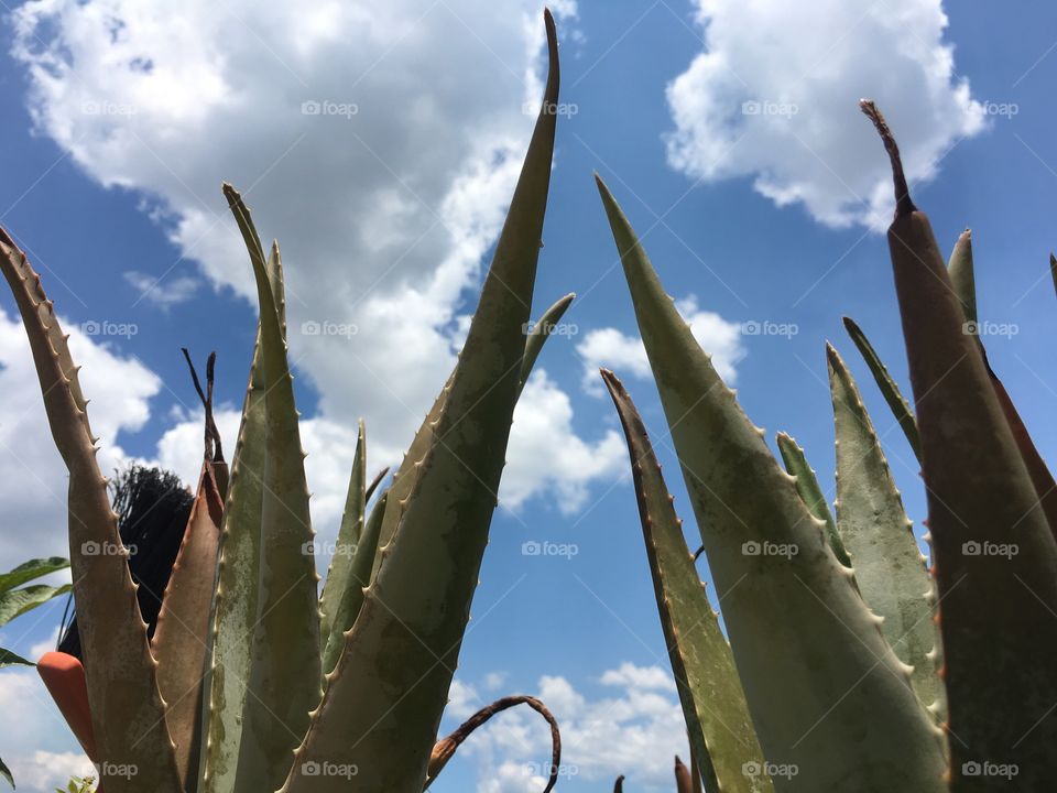 Beautiful aloe plants on a bright sunny day enjoy this landscape of clouds and beautiful aloe vera medicine plant.