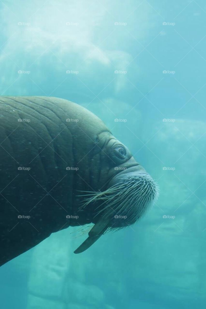 Walrus Diving