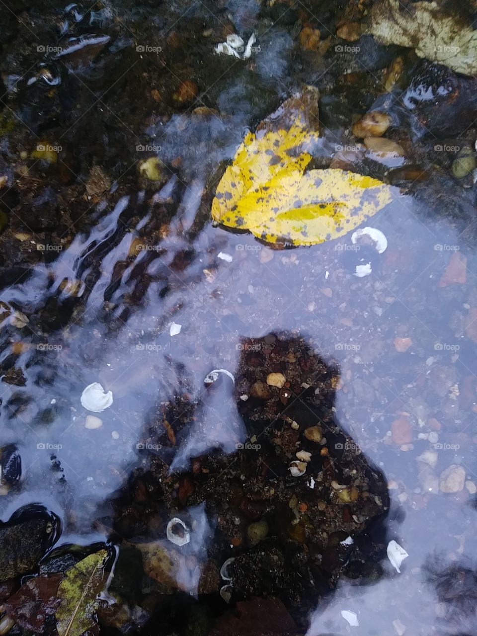 Autumn Rain Reflections