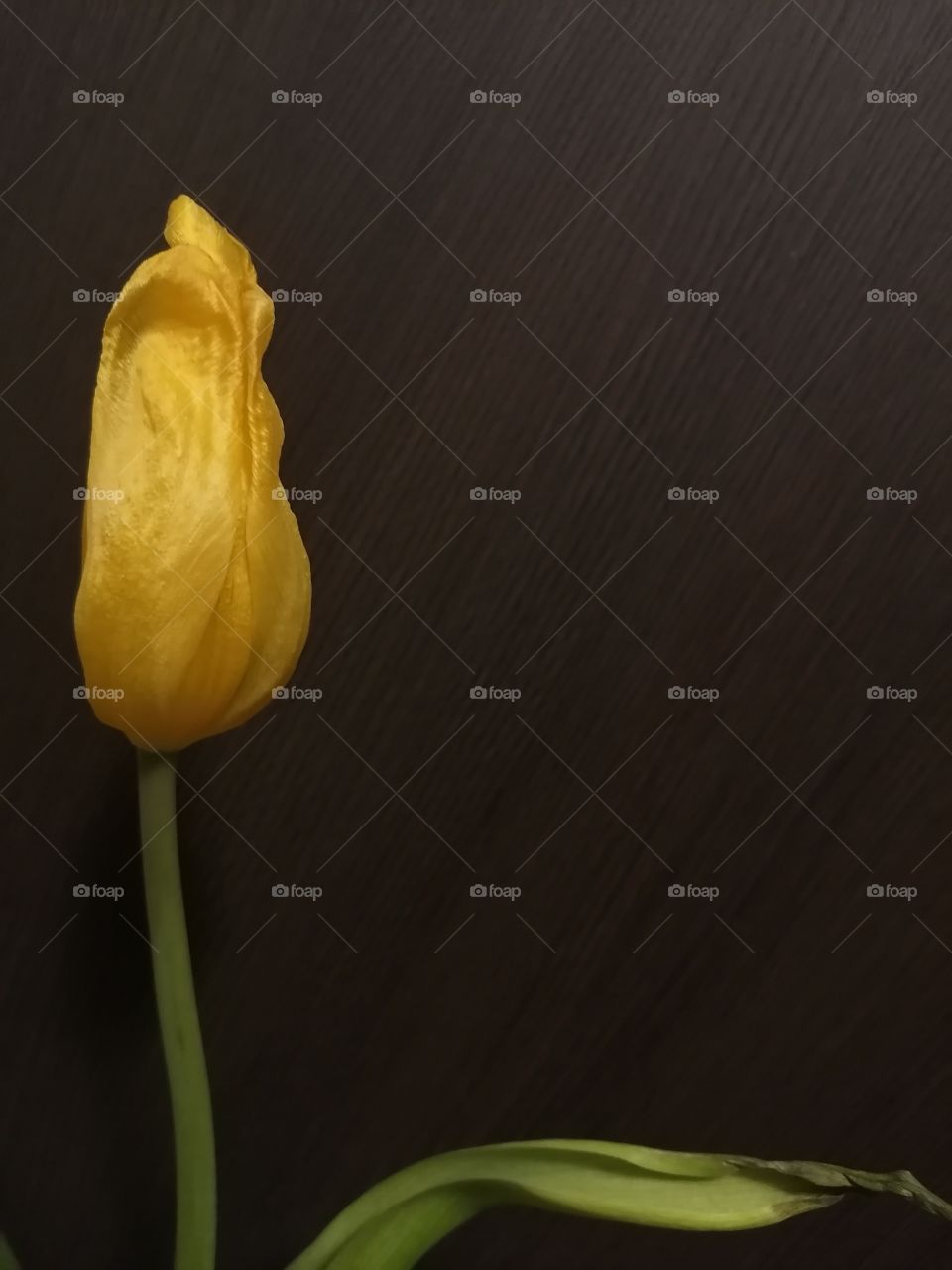 Spring during quarantine