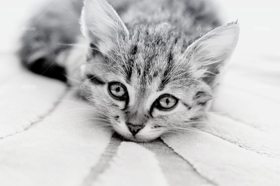 Close-up of a kitten