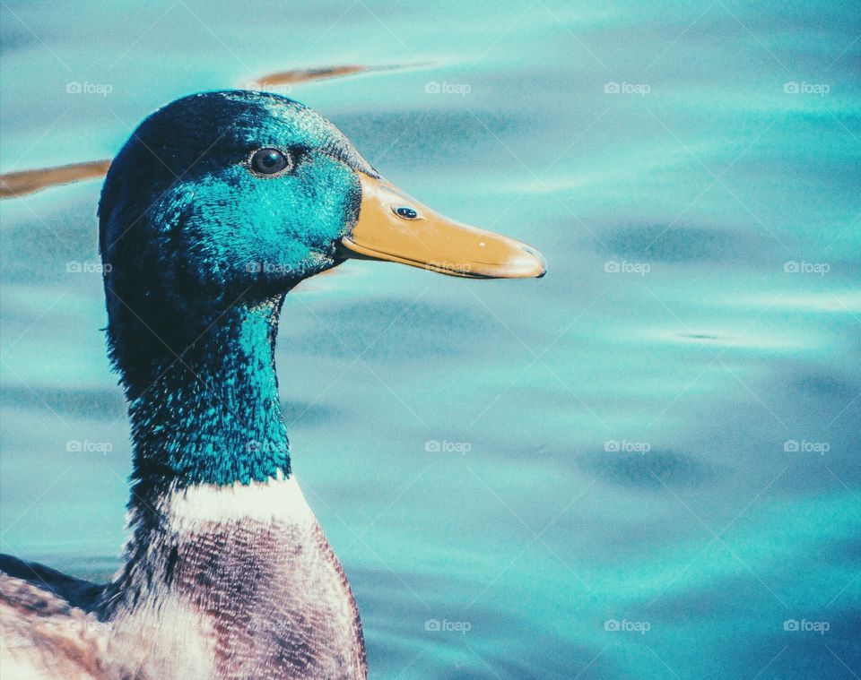 Duck closeup