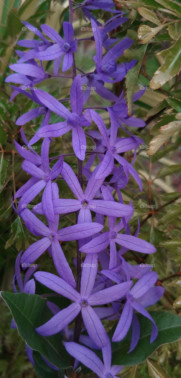 garden flowers captured