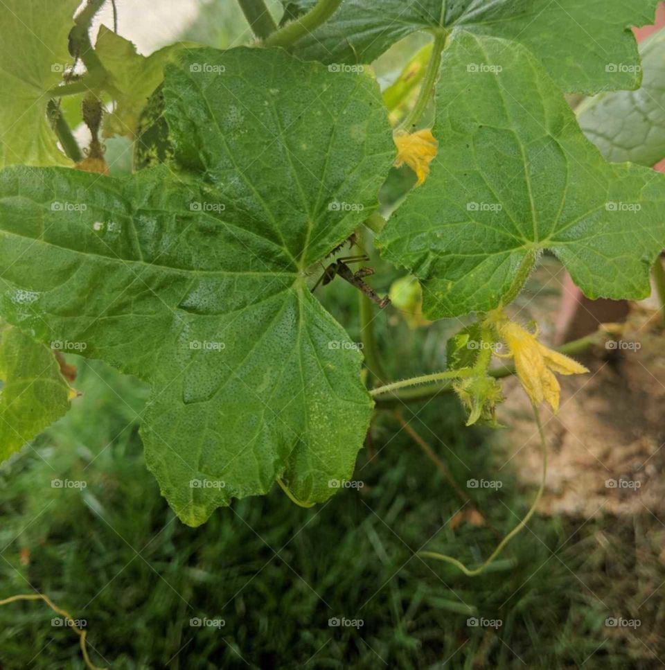 You can't see me. Small juvinile Praying Mantis hiding amongst large cucumber leaves.