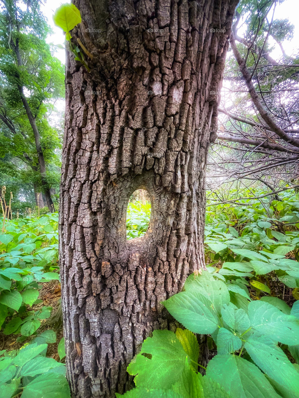 Hole in the middle of a tree 