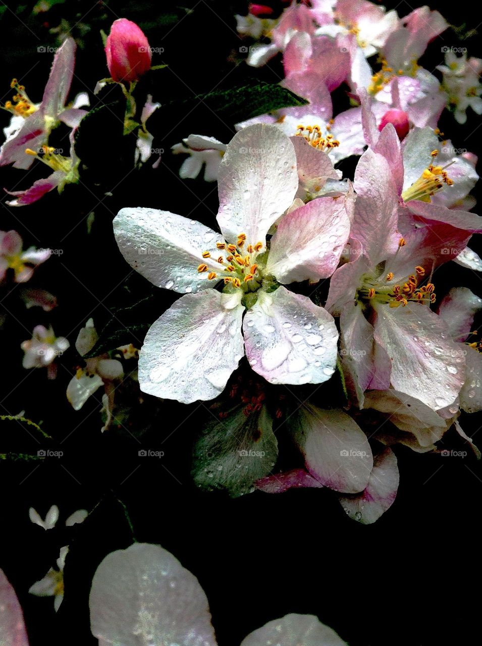 Beautiful apple blossoms