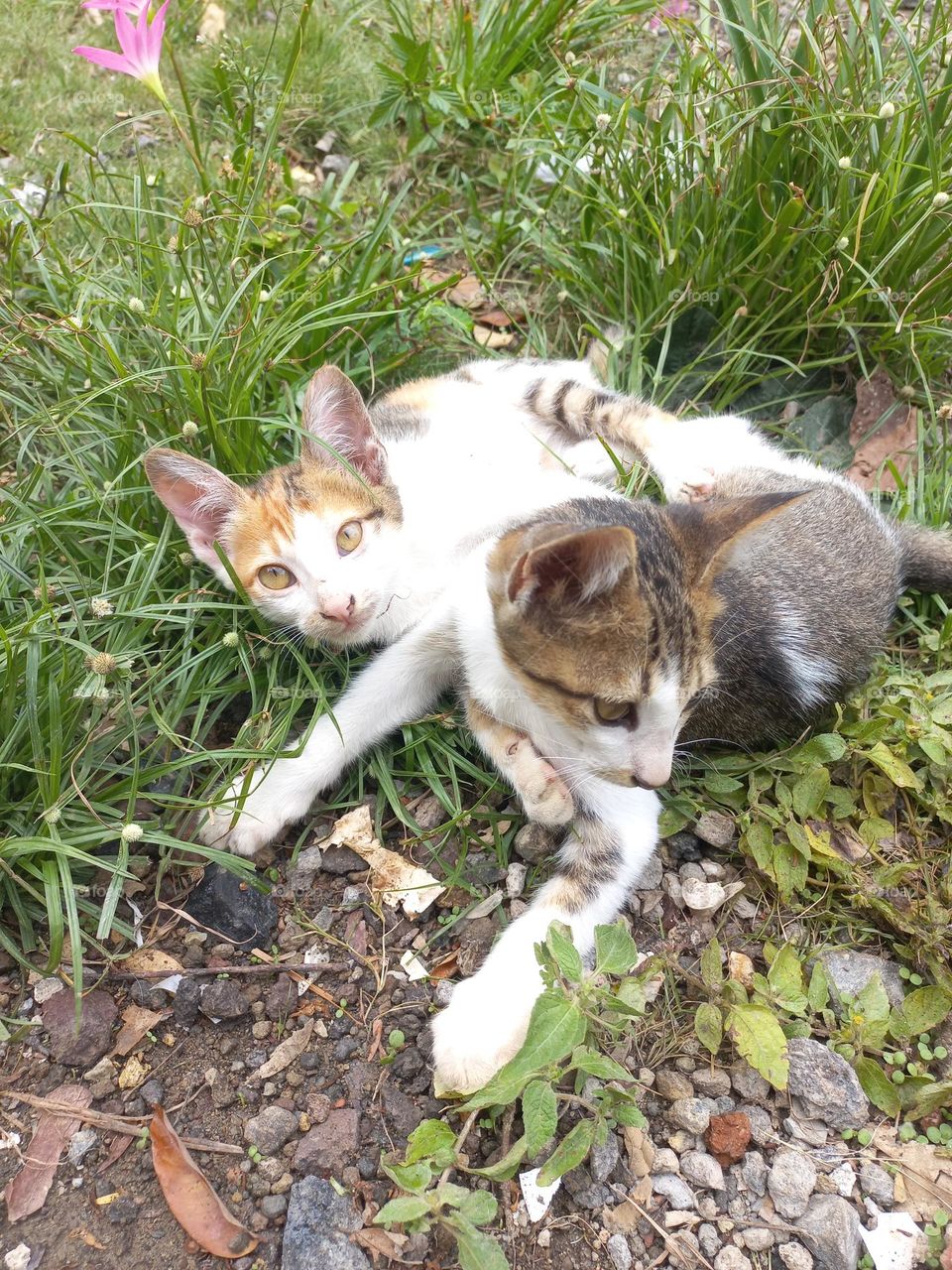 Cute kitten playing in the grass