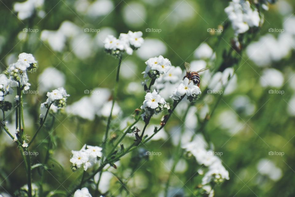 Floral