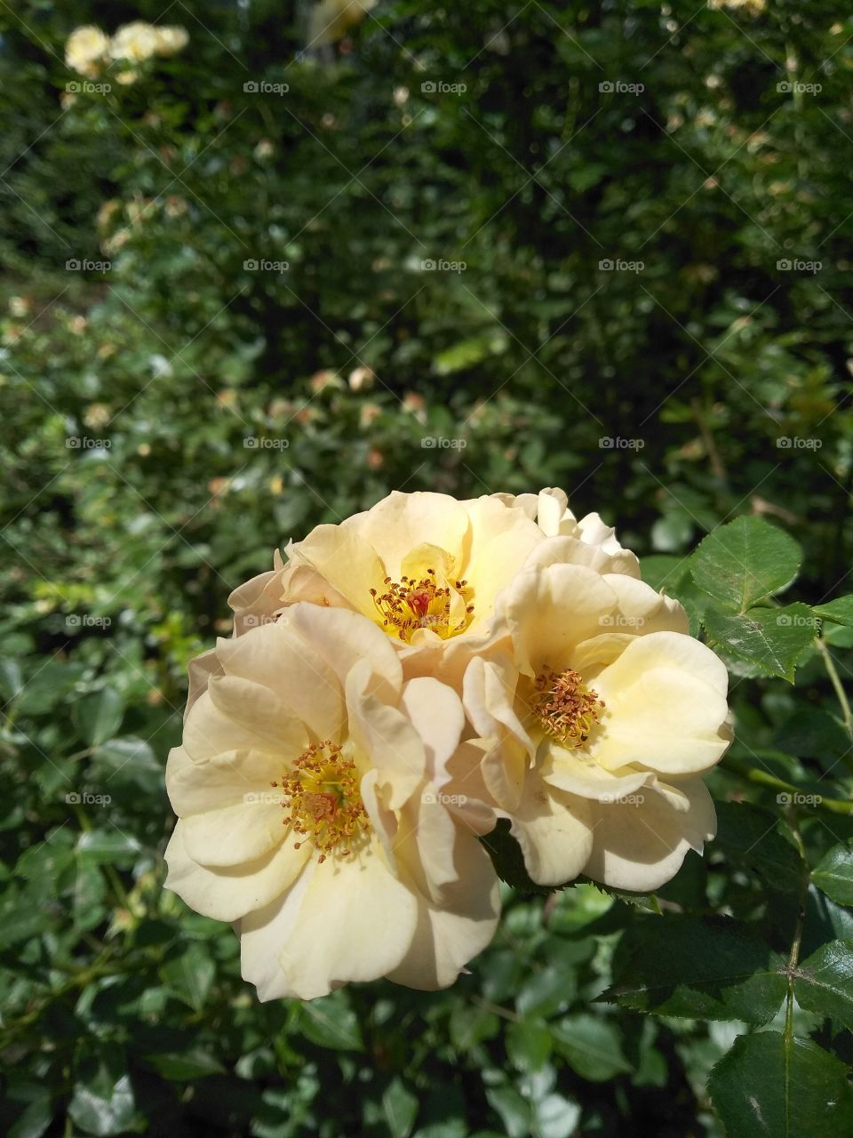 Yellow head roses