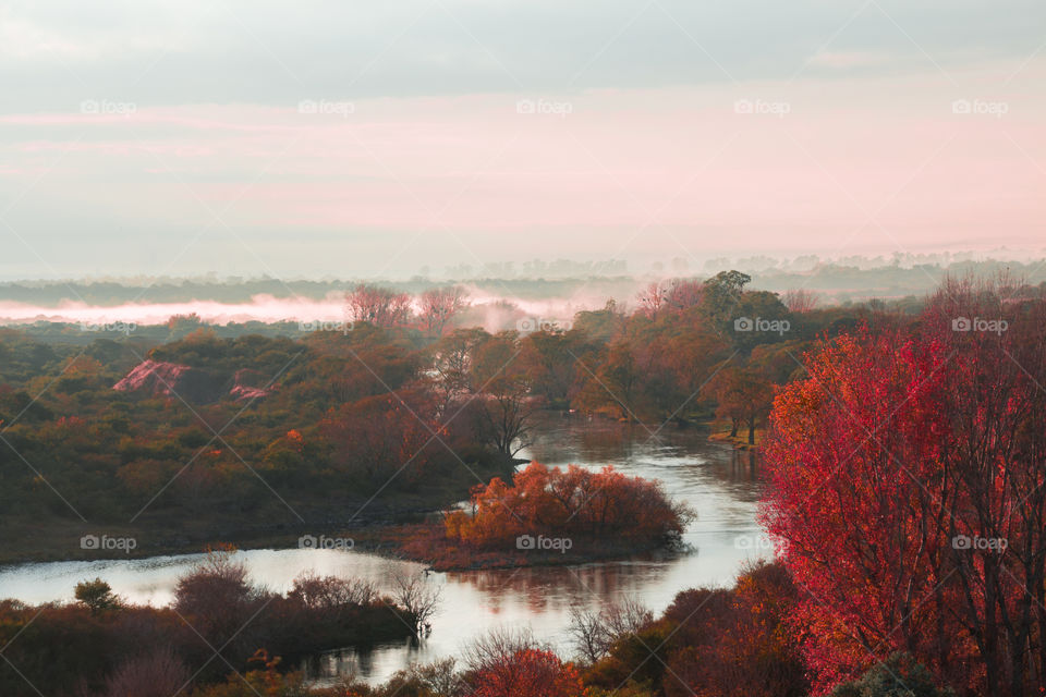 fog under forest on autumn