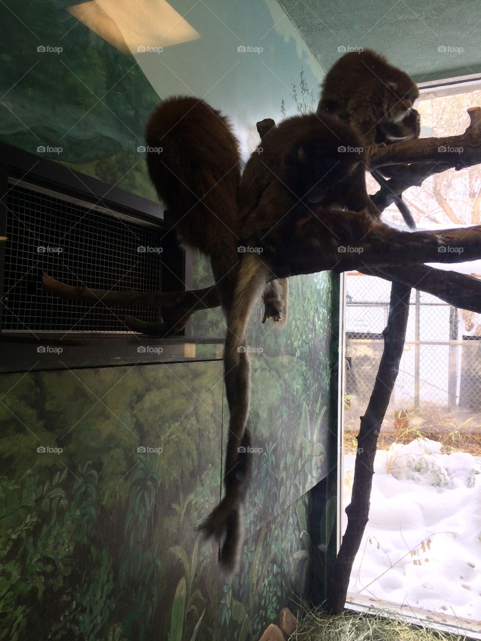 Two monkeys with entwined tails