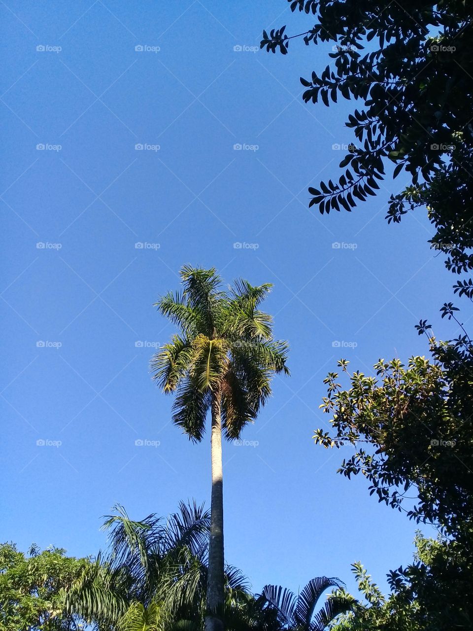 Palm at park. Beautiful day in autumn. Blue sky. No clouds