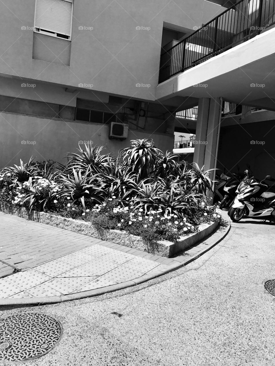 Plants, black and white street photography 