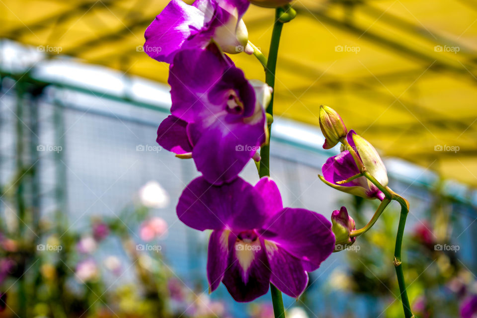 Orchiderium Park Kerala