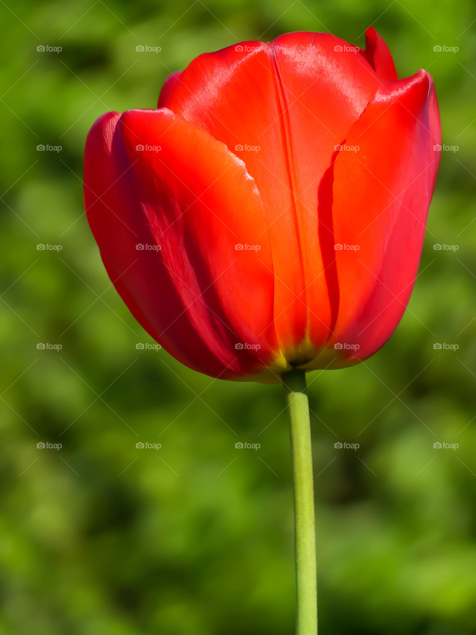 Red tulip