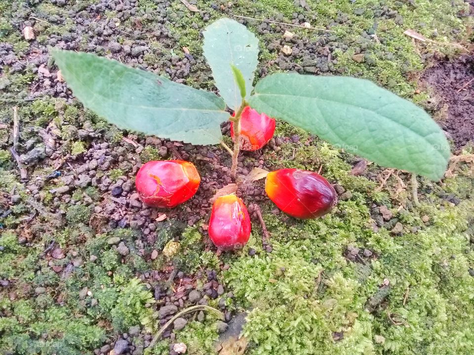 Environmentally friendly oil palm plantations while maintaining forest sustainability