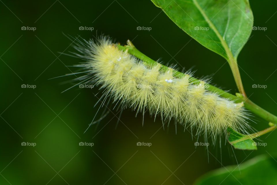 Fuzzy Yellow Caterpillar