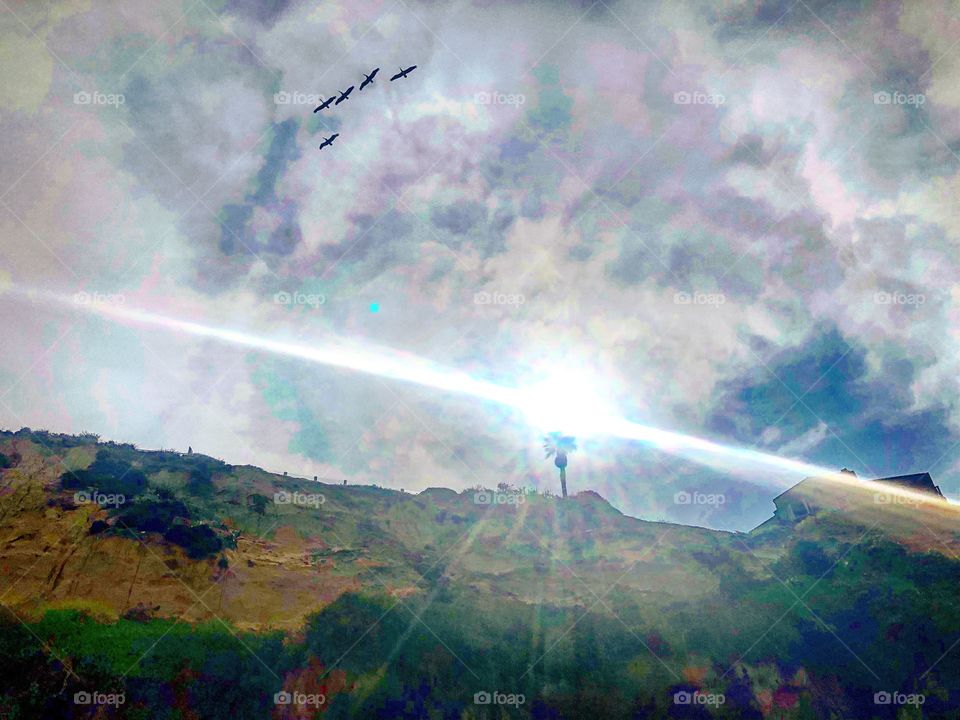 Birds sky clouds beach cliff bluff palm tree Sun beams 