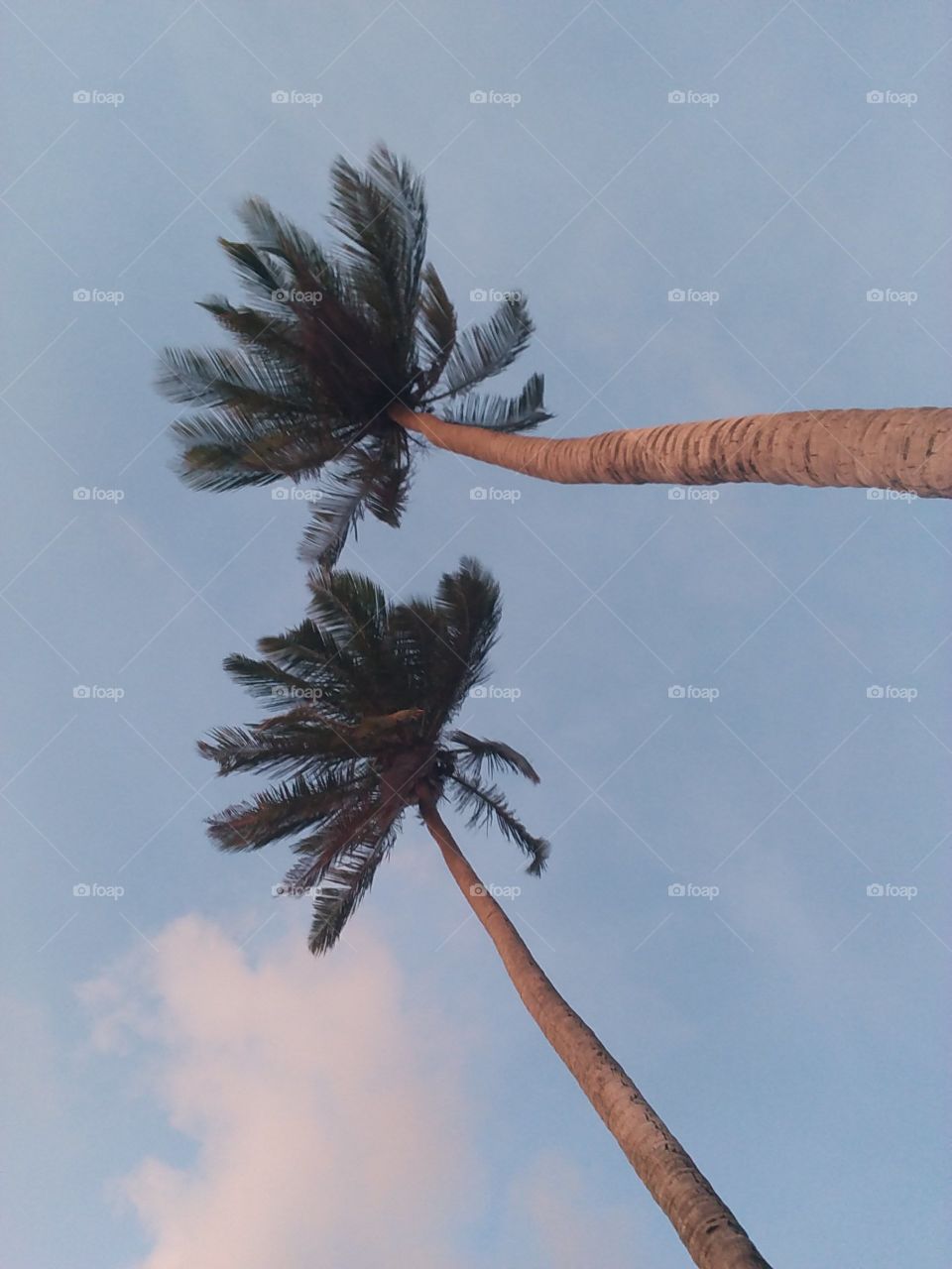 palm and wind