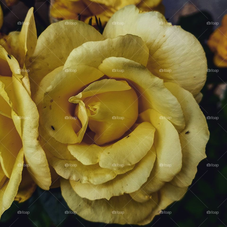 Yellow rose