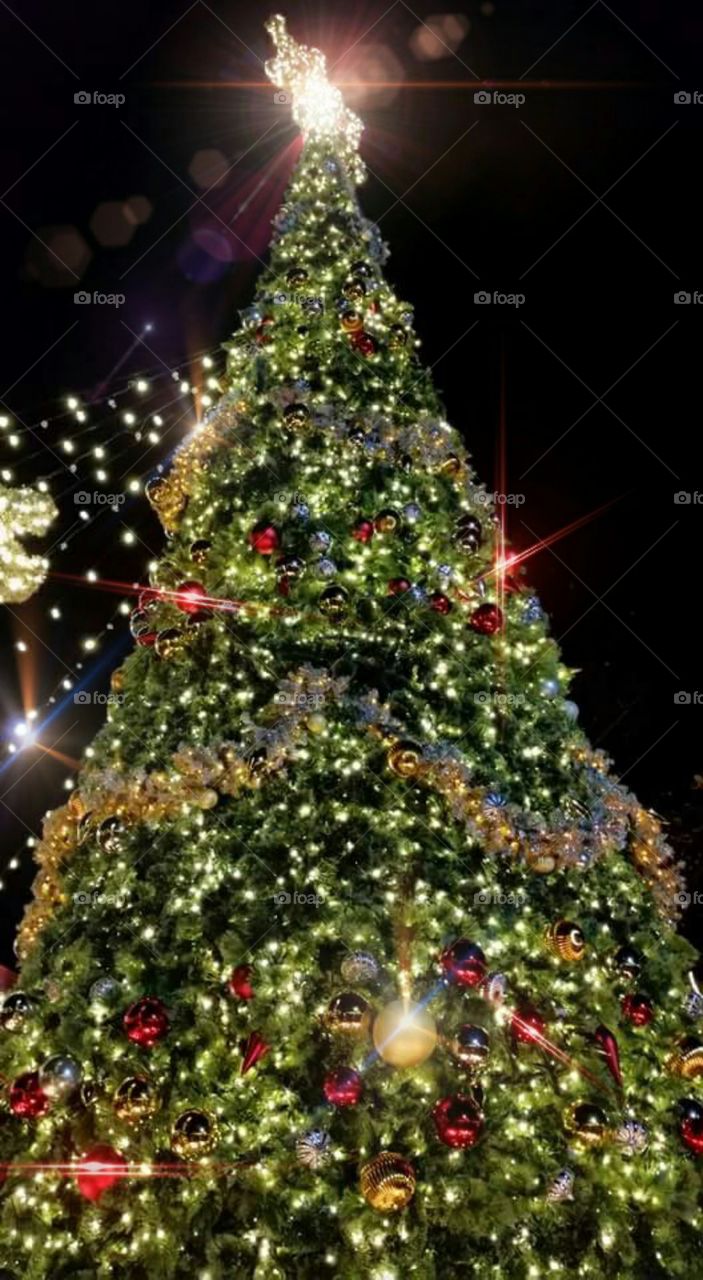oh Christmas tree