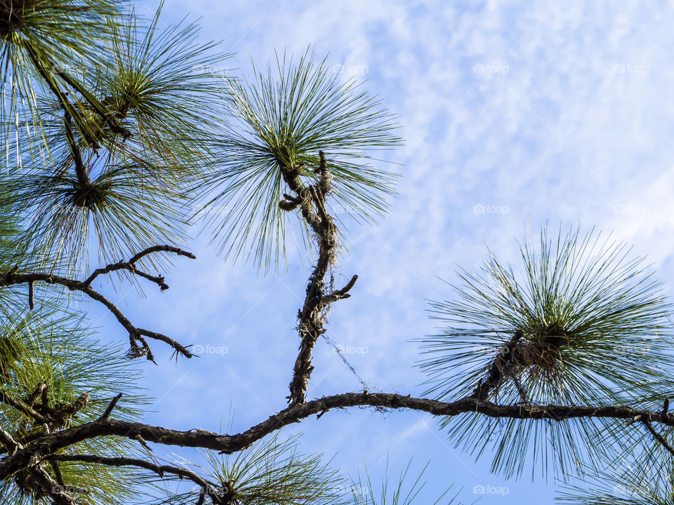 Green Pine Needles Against White Clouds in Sky 