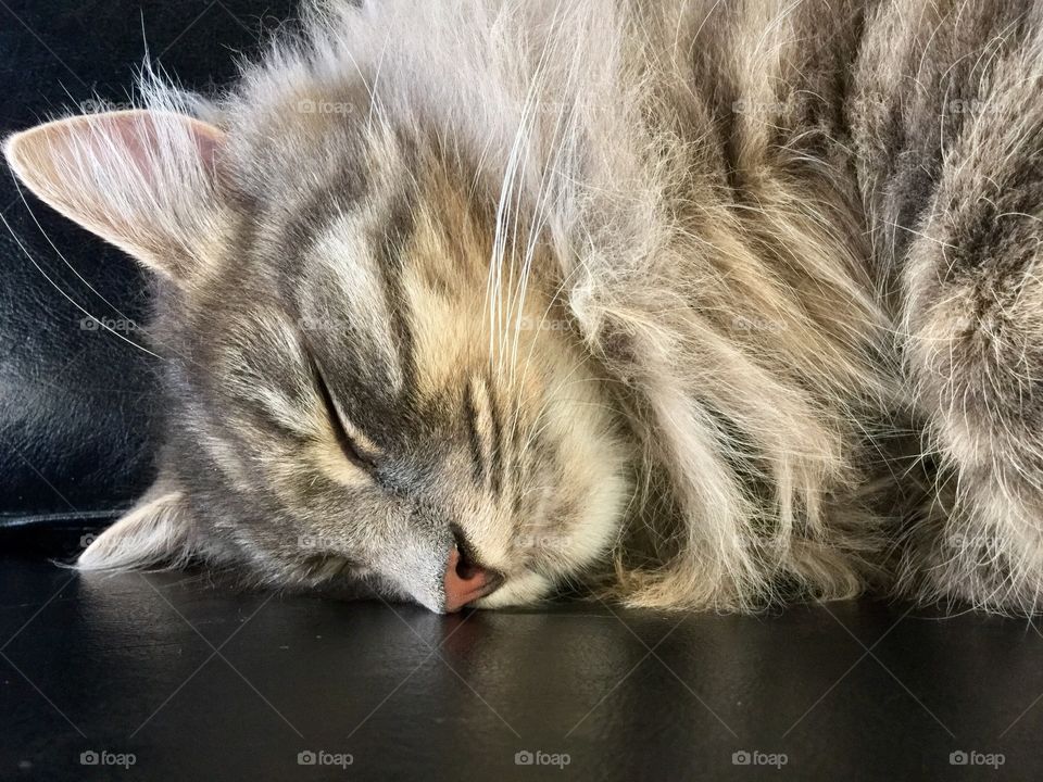 Relaxed cat
