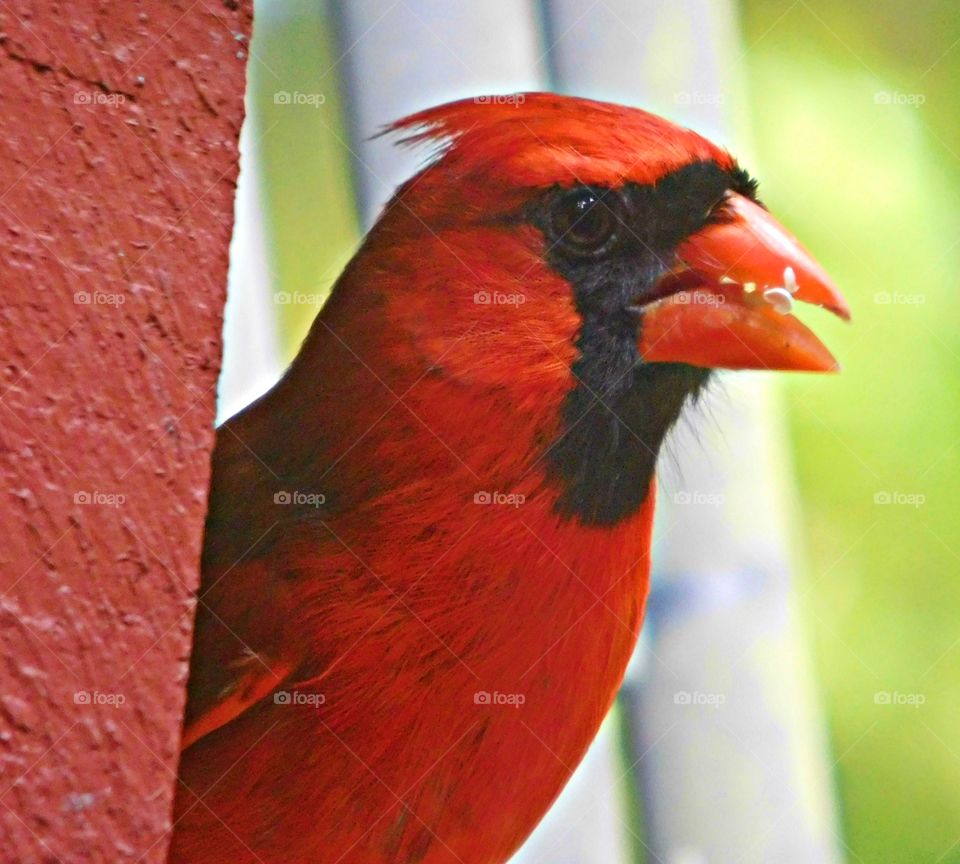 Beautiful Cardinal eating seeds.Although they will eat smaller seeds if that is all that's available, cardinals prefer larger seeds like sunflower seeds, crushed peanuts, chunks of suet (winter only), cracked corn, and safflower seeds.