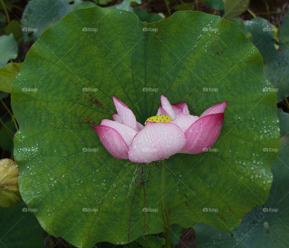 Lotus flower on leaf