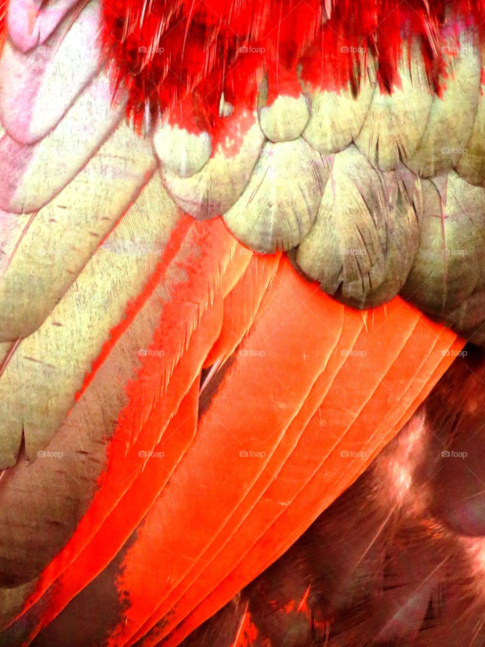 rewster's feathers