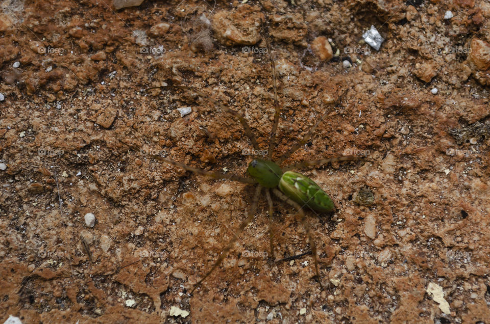 Lyssomanes Spider On Concrete Surface