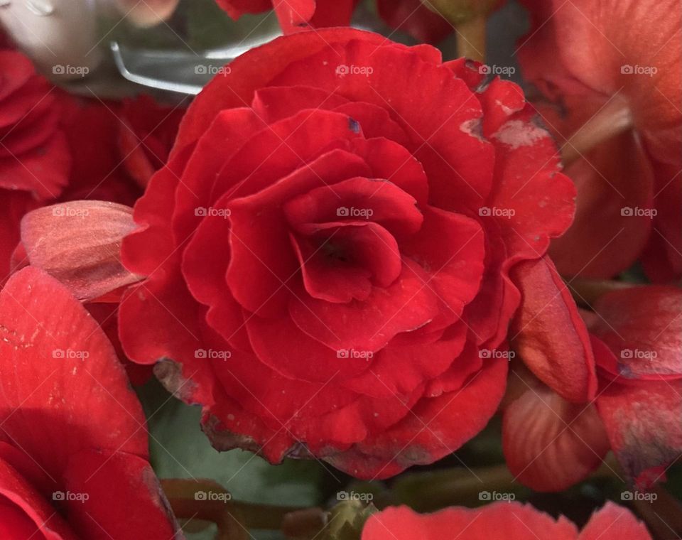 Begônias - 🌹 🇺🇸 Very beautiful flowers to brighten our day.  Live nature and its beauty. Did you like the delicate petals? / 🇧🇷 Flores muito bonitas para alegrar nosso dia. Viva a natureza e sua beleza. Gostaram das pétalas delicadas? 