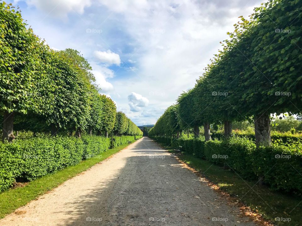 Walk in the middle of a road with two rows of green trees, blue sky above and cloudy white